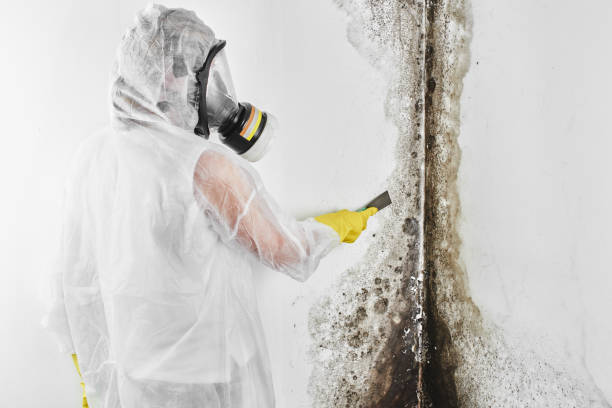 Best Residential Mold Removal  in Fulton, NY