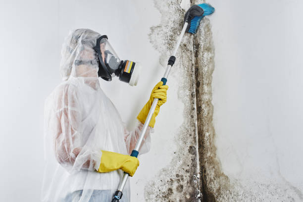 Best Same-Day Mold Removal  in Fulton, NY