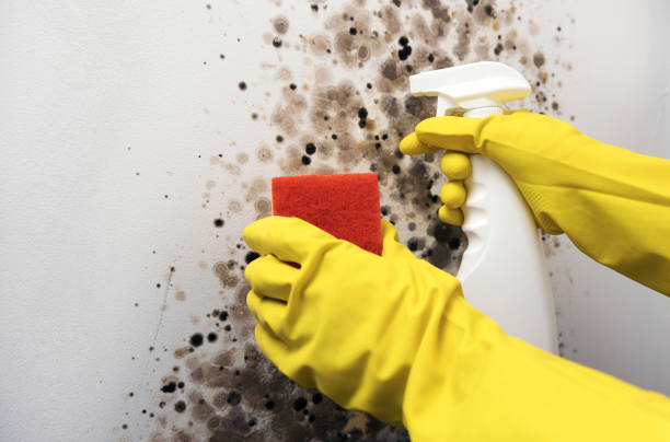 Mold Removal Process in Fulton, NY