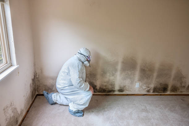 Best Black Mold Removal  in Fulton, NY