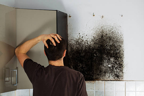 Best Mold Testing  in Fulton, NY